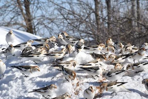 Snow sparrows in winter Stock Photos
