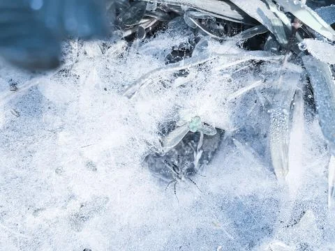 Snow spider Stock Photos