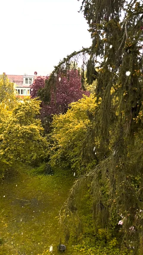 Snow in spring against a backdrop of green, flowering trees in the garden Stock Footage 274365995