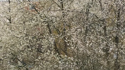 Snow in spring against the background of flowering trees. Stock Footage 128403700