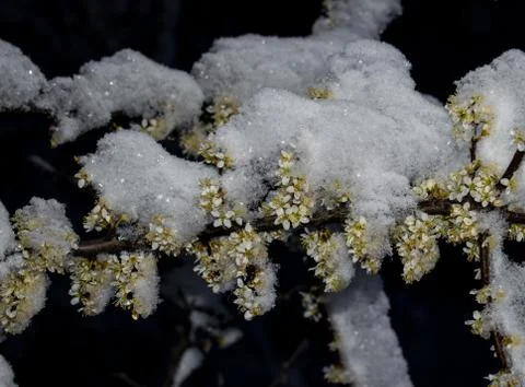 Snow in spring. Flowering trees covered by snow. Stock Photos