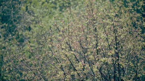 Snow in spring Stock Footage 77074063