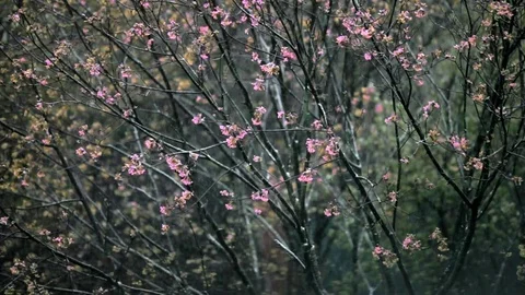 Snow in spring Stock Footage 77095551