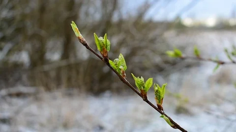 Snow spring Stock Footage 128802065