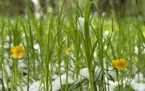 Snow in the spring forest. Spring flowers are covered with snow after a sud.. Stock Photos