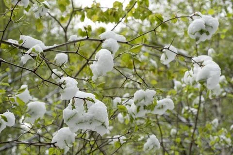 Snow in the spring forest. Young spring leaves covered with snow after a su.. Stock Photos