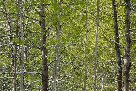Snow in the spring forest. Young spring leaves covered with snow after a su.. Stock Photos