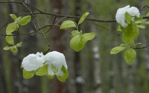 Snow in the spring forest. Young spring leaves covered with snow after a su.. Stock Photos