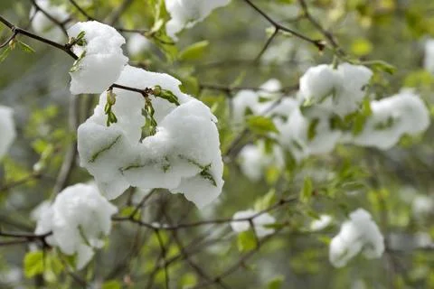 Snow in the spring forest. Young spring leaves covered with snow after a su.. Stock Photos