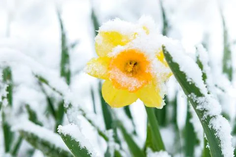 Snow in the spring garden Foto stock