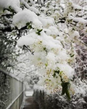 Snow in spring Foto stock