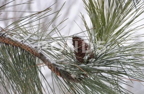 Snow Sprinkled Pine Cone