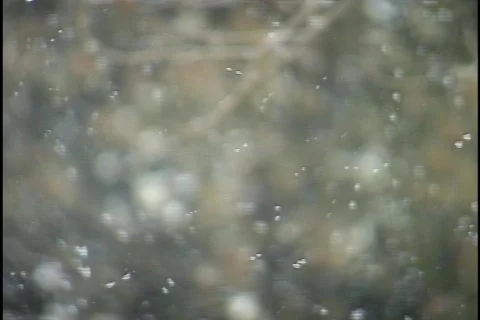 Snow Sprinkling in Forest 2 Stock Footage 298374