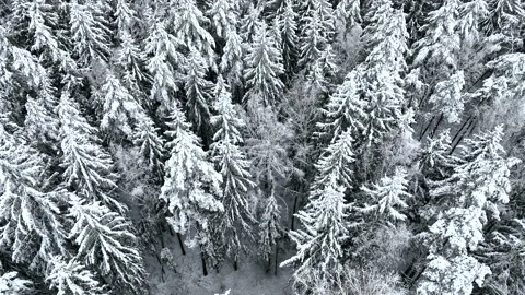 Snow on spruce and Pine trees in winter frost. Winter forest Stock Footage 226856194