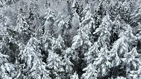 Snow on spruce and Pine trees in winter frost. Winter forest Stock Footage 226856218
