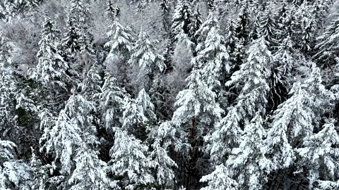 Snow on spruce and Pine trees in winter frost. Winter forest Stock Footage 226856419