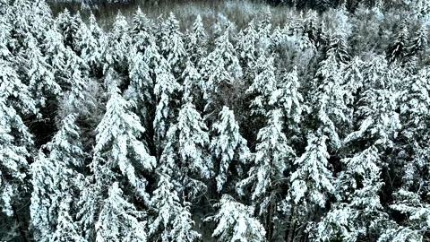 Snow on spruce and Pine trees in winter frost. Winter forest Stock Footage 226910715