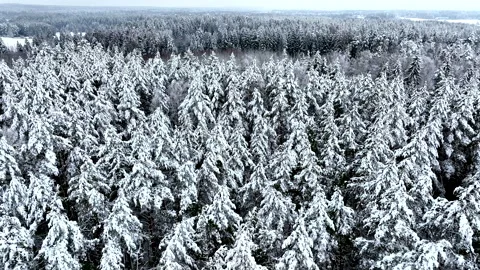 Snow on spruce and Pine trees in winter frost. Winter forest Stock Footage 226910918
