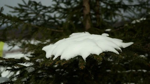 Snow on a spruce branch against the background of a winter forest Stock Footage 123492979