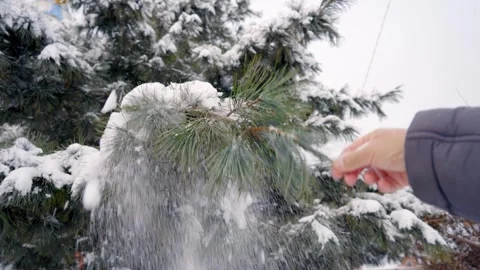 Snow on a spruce branch Stock-Footage 265120734