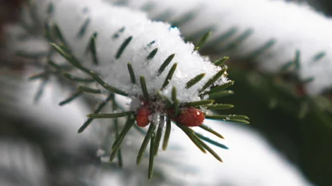 Snow on spruce branches Stock Footage 214928032