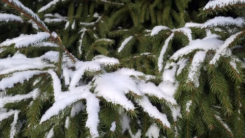 Snow on spruce branches in winter Video stock 171531270