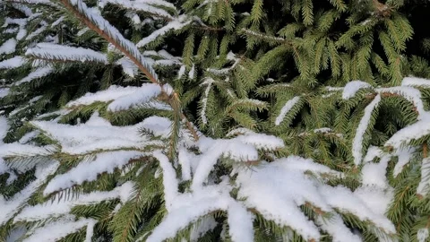 Snow on spruce branches in winter Video stock 171531285