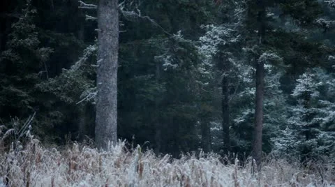 Snow in the spruce forest Stock Footage 12388744