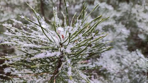 Snow on spruce needles. pine trees in the snow. young trees in the forest i.. Stock Photos