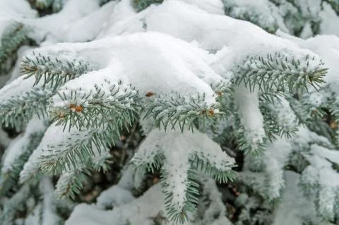Snow on spruce Foto stock