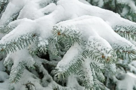 Snow on spruce Stock Photos