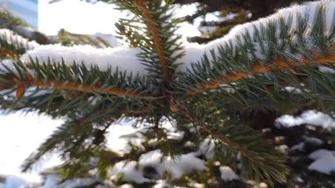 Snow on spruce tree branches and sun in winter park Stock Footage 100810220