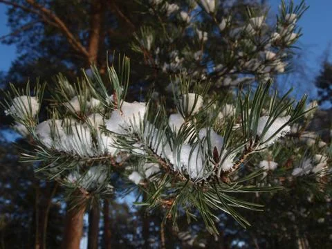Snow in spruce tree, closeup with sunlight Stock Photos