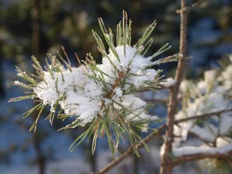 Snow in spruce tree Stock Photos