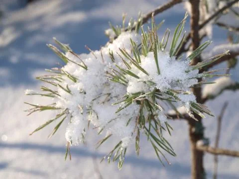 Snow in spruce tree Stock Photos