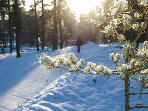 Snow in spruce tree Stock Photos