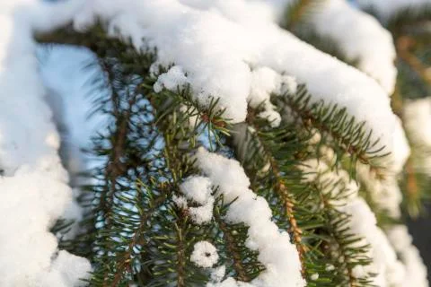 Snow on Spruce Twigs Stock-Fotos
