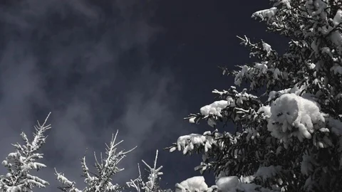 Snow spruces against the backdrop of floating clouds in the blue sky Video stock 126609205