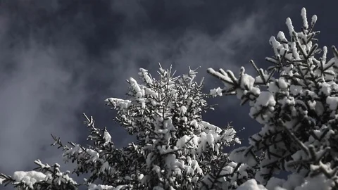 Snow spruces against the backdrop of floating clouds in the blue sky Video stock 126609228