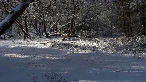 Snow squirrel chase 스톡 동영상 86650520