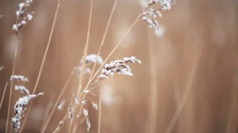 Snow on the stems of yellow reed Stock Footage 171383677