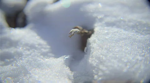 Snow Stick Stock Footage 378879