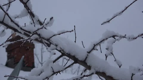Snow sticks to trees. Stock Footage 231086535