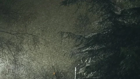 Snow storm among trees at night Stock Footage 236504881