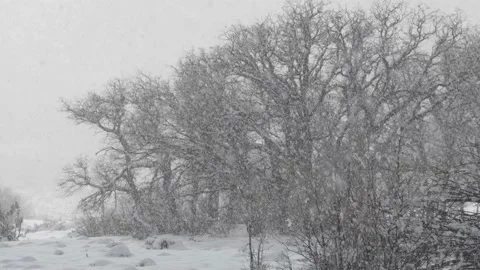 Snow storm and oak trees on Kolob Mountain, Utah, USA Stock Footage 237349084