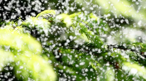 Snow storm on a background of spruce branches. 스톡 동영상 39846940