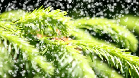 Snow storm on a background of spruce branches. 스톡 동영상 39847475