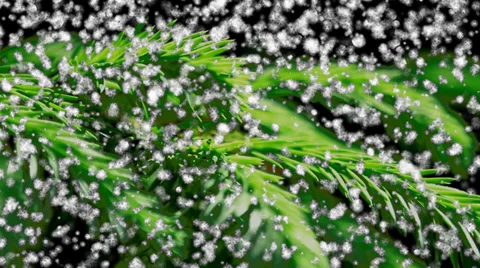 Snow storm on a background of spruce branches. 스톡 동영상 39847578