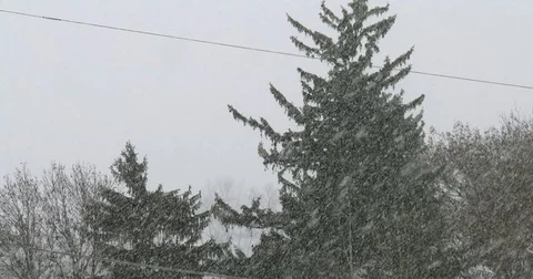 Snow storm - Blizzard - Big Snow Flakes - Pine Tree - 4k Stock Footage 70600866