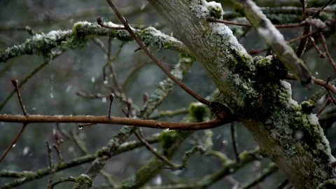 Snow Storm Flurry on Tree Branch Stock Footage